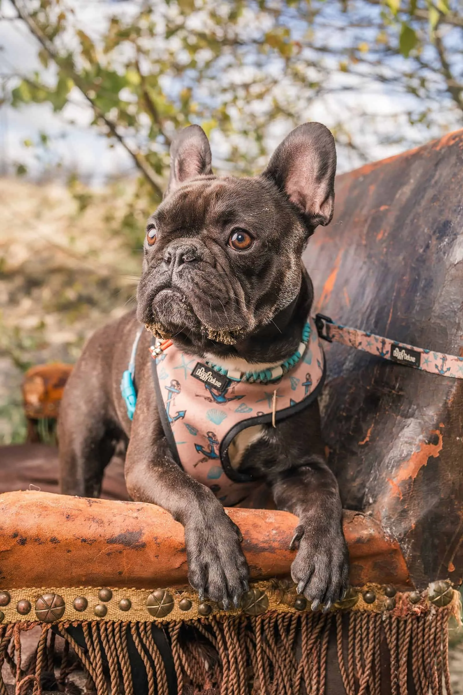 Franse bulldog Max