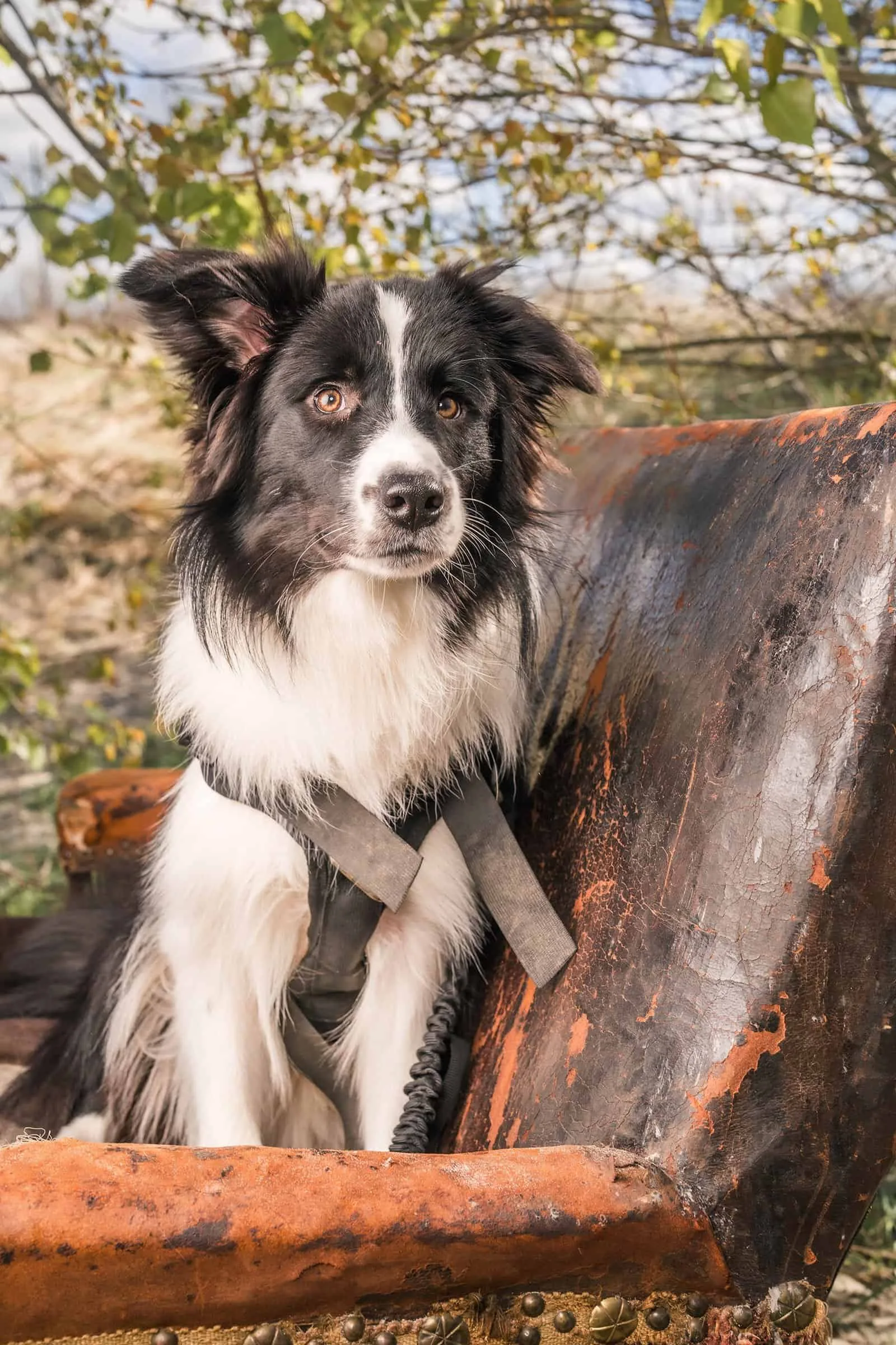 Bordercollie Willow