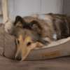 Scruffs Cosy Box Bed