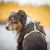 Cloudbeam-Harness-HRNSCLB-HRNSCLB359-L-HRNSCLB359-M-HRNSCLB359-S-HRNSCLB359-XS-HRNSCLB359-XXS-10 Woolly Wolf Cloudbeam Harness