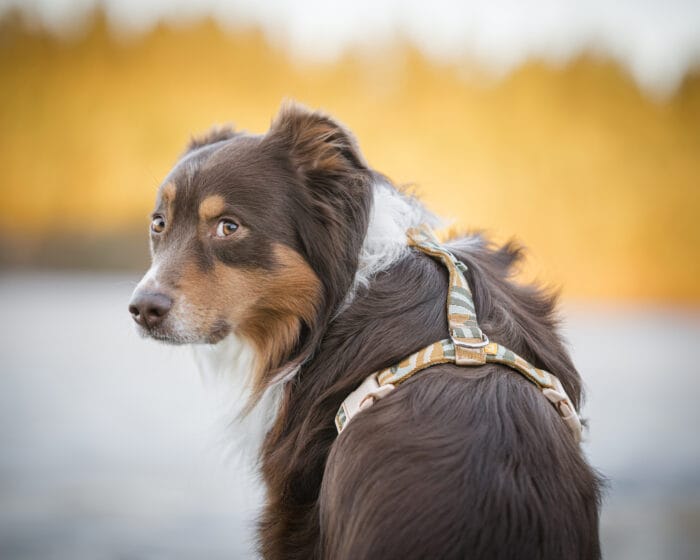Cloudbeam-Harness-HRNSCLB-HRNSCLB359-L-HRNSCLB359-M-HRNSCLB359-S-HRNSCLB359-XS-HRNSCLB359-XXS-10 Woolly Wolf Cloudbeam Harness