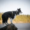 Cloudbeam-Harness-HRNSCLB-HRNSCLB359-L-HRNSCLB359-M-HRNSCLB359-S-HRNSCLB359-XS-HRNSCLB359-XXS-14 Woolly Wolf Cloudbeam Harness