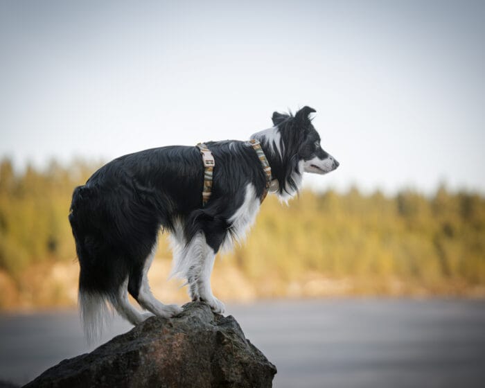 Cloudbeam-Harness-HRNSCLB-HRNSCLB359-L-HRNSCLB359-M-HRNSCLB359-S-HRNSCLB359-XS-HRNSCLB359-XXS-14 Woolly Wolf Cloudbeam Harness