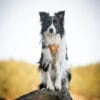 Cloudbeam-Harness-HRNSCLB-HRNSCLB359-L-HRNSCLB359-M-HRNSCLB359-S-HRNSCLB359-XS-HRNSCLB359-XXS-15 Woolly Wolf Cloudbeam Harness