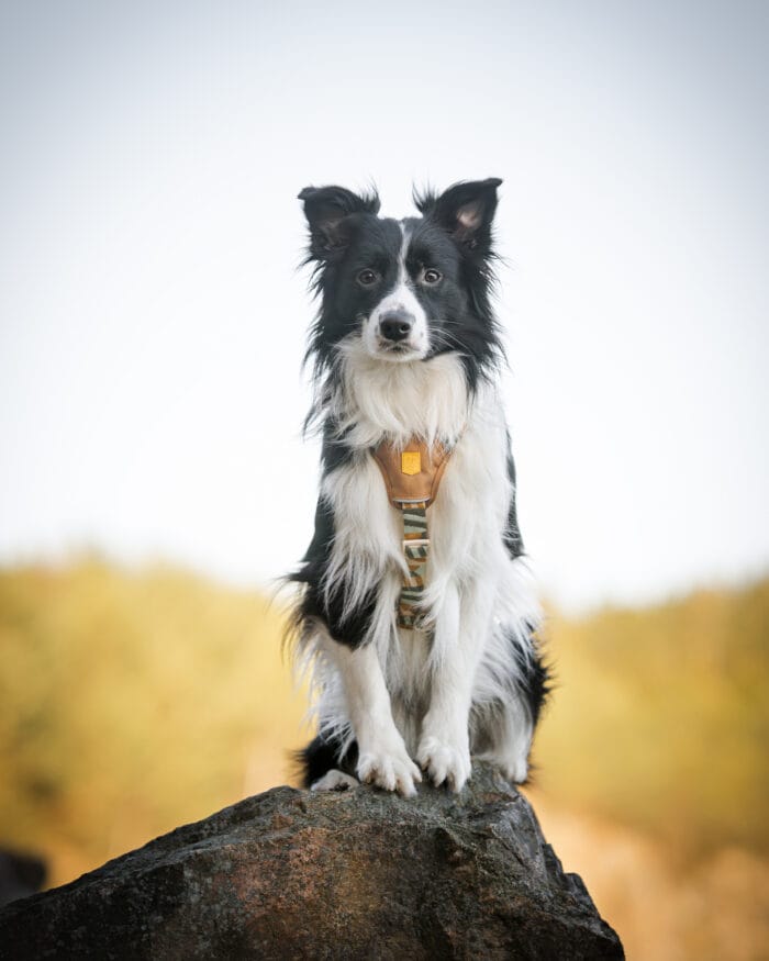 Cloudbeam-Harness-HRNSCLB-HRNSCLB359-L-HRNSCLB359-M-HRNSCLB359-S-HRNSCLB359-XS-HRNSCLB359-XXS-15 Woolly Wolf Cloudbeam Harness