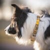 Cloudbeam-Harness-HRNSCLB-HRNSCLB359-L-HRNSCLB359-M-HRNSCLB359-S-HRNSCLB359-XS-HRNSCLB359-XXS-3 Woolly Wolf Cloudbeam Harness