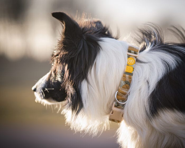 Cloudbeam-Harness-HRNSCLB-HRNSCLB359-L-HRNSCLB359-M-HRNSCLB359-S-HRNSCLB359-XS-HRNSCLB359-XXS-3 Woolly Wolf Cloudbeam Harness