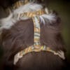 Cloudbeam-Harness-HRNSCLB-HRNSCLB359-L-HRNSCLB359-M-HRNSCLB359-S-HRNSCLB359-XS-HRNSCLB359-XXS-5 Woolly Wolf Cloudbeam Harness