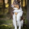 Cloudbeam-Harness-HRNSCLB-HRNSCLB359-L-HRNSCLB359-M-HRNSCLB359-S-HRNSCLB359-XS-HRNSCLB359-XXS-6 Woolly Wolf Cloudbeam Harness