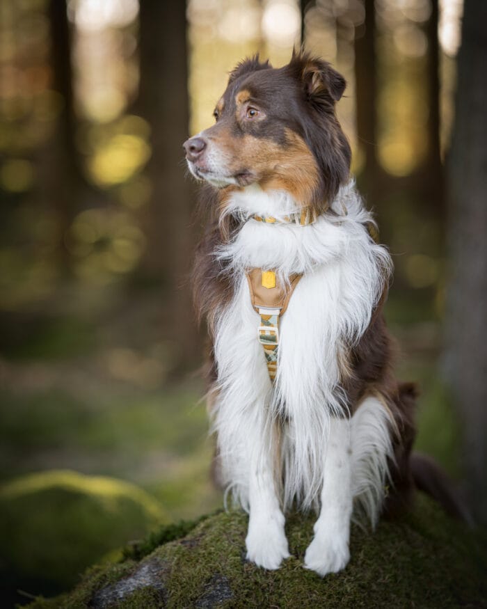 Cloudbeam-Harness-HRNSCLB-HRNSCLB359-L-HRNSCLB359-M-HRNSCLB359-S-HRNSCLB359-XS-HRNSCLB359-XXS-6 Woolly Wolf Cloudbeam Harness