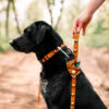 Sea-to-Summit-Collar-CLRSTSM-CLRSTSM-XS-CLRSTSM2535-CLRSTSM3045-CLRSTSM4065-1 Woolly Wolf Sea to Summit Collar