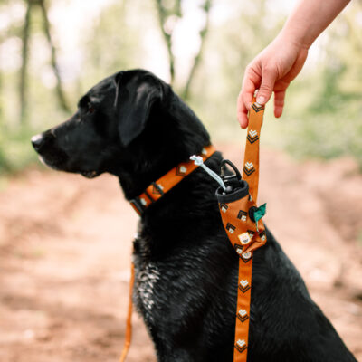 Woolly Wolf Sea to Summit Collar