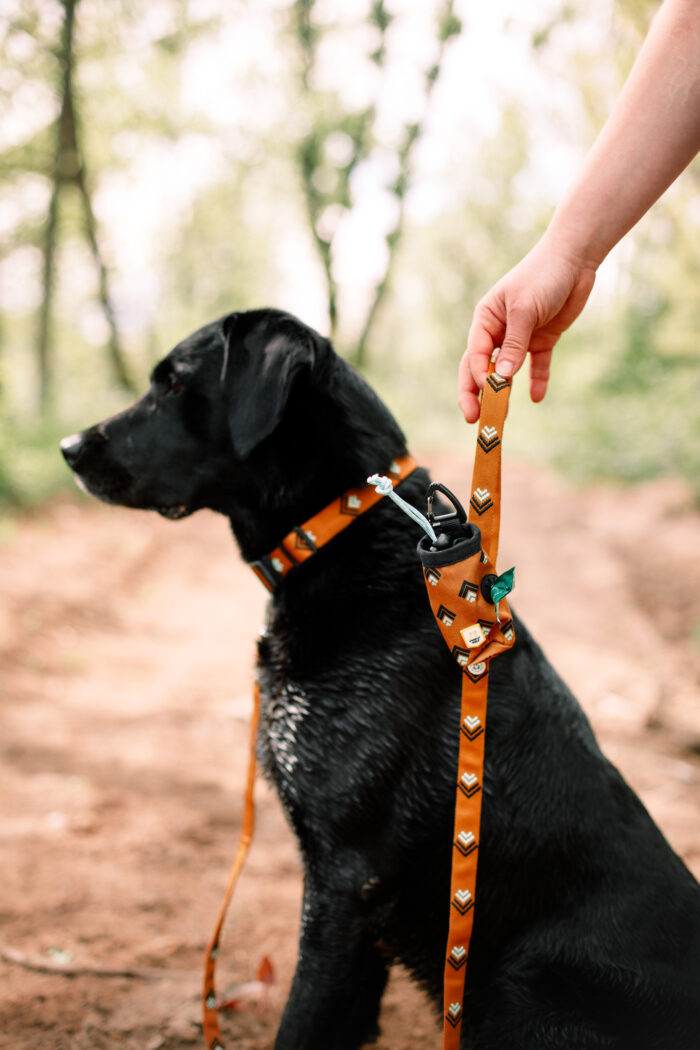 Sea-to-Summit-Collar-CLRSTSM-CLRSTSM-XS-CLRSTSM2535-CLRSTSM3045-CLRSTSM4065-1 Woolly Wolf Sea to Summit Collar