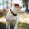 Sea-to-Summit-Collar-CLRSTSM-CLRSTSM-XS-CLRSTSM2535-CLRSTSM3045-CLRSTSM4065-3 Woolly Wolf Sea to Summit Collar