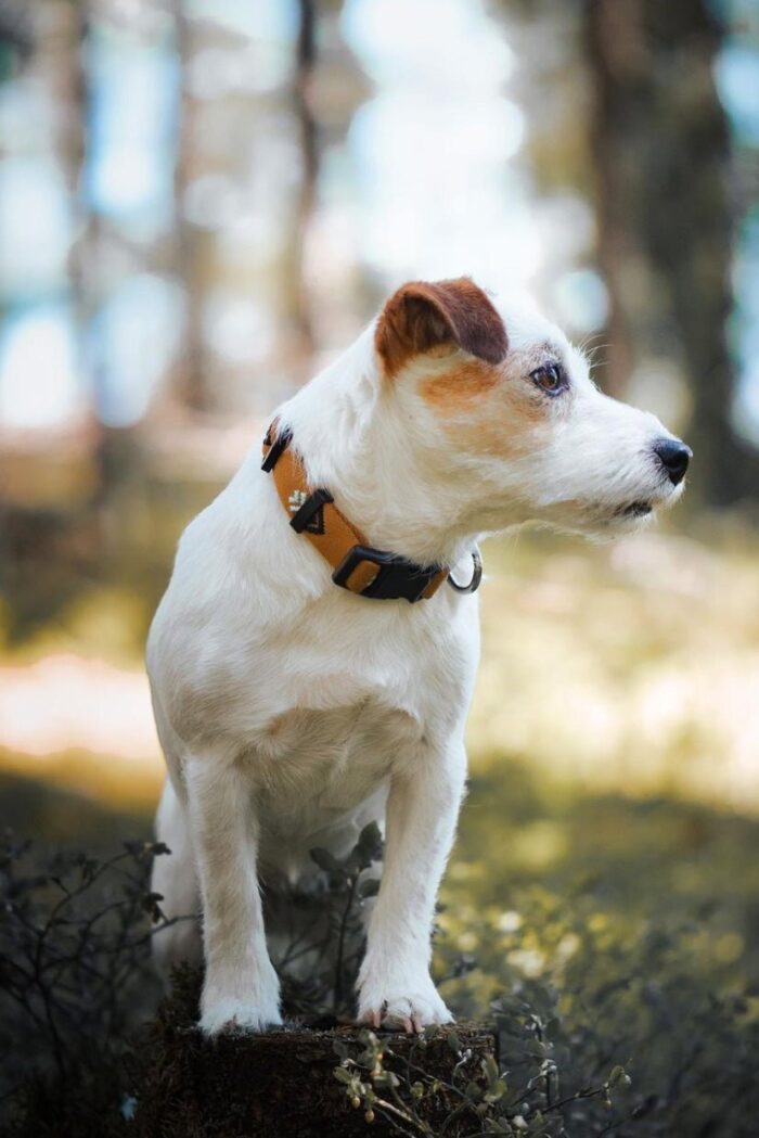 Sea-to-Summit-Collar-CLRSTSM-CLRSTSM-XS-CLRSTSM2535-CLRSTSM3045-CLRSTSM4065-3 Woolly Wolf Sea to Summit Collar
