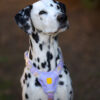 Woolly Wolf Sunshower Harness