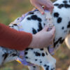 Woolly Wolf Sunshower Harness