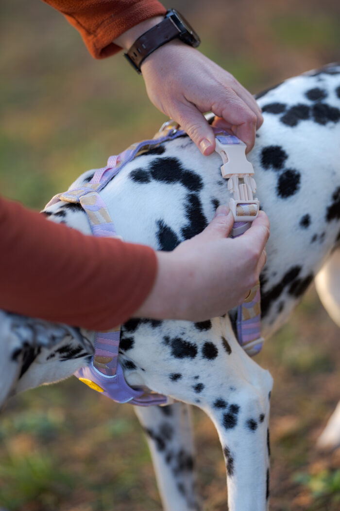Woolly Wolf Sunshower Harness