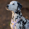 Woolly Wolf Sunshower Harness