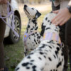 Woolly Wolf Sunshower Harness