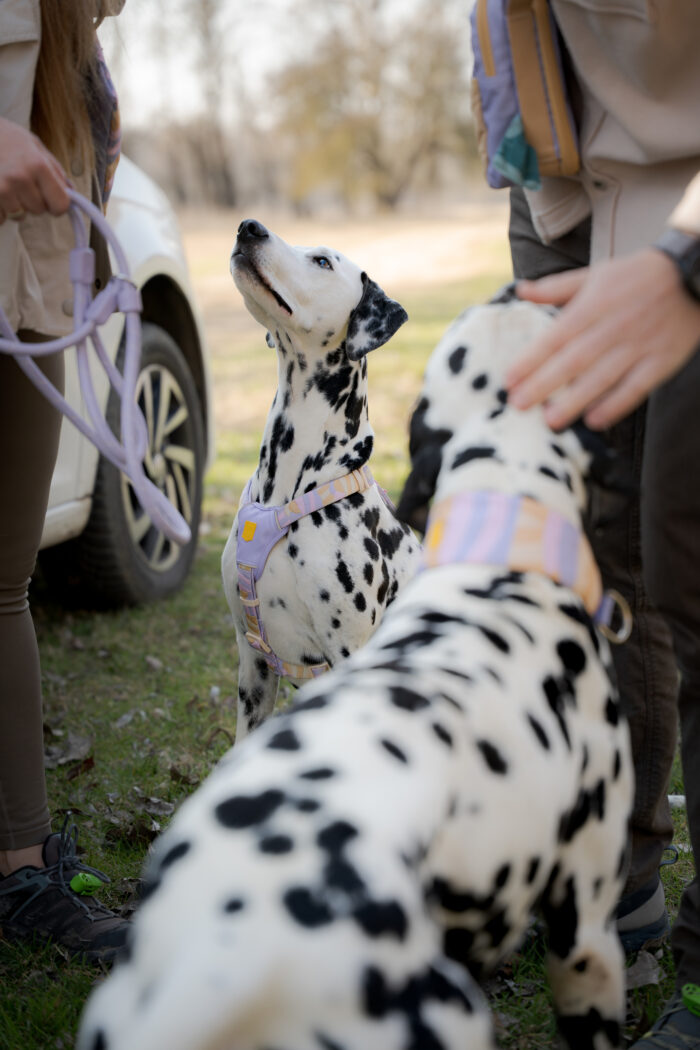 Woolly Wolf Sunshower Harness