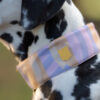 Woolly Wolf Sunshower Soft Martingale Collar