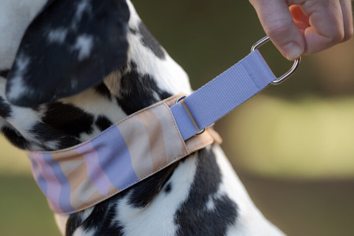 Woolly Wolf Sunshower Soft Martingale Collar