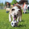 KONG Sport Balls