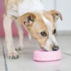 KONGKPT11E3.jpg KONG Puppy Tyres