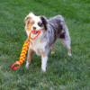 KONG Maxx Tug