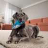 Living room interior with stylish furniture, focus on soft carpet KONG Maxx Shark