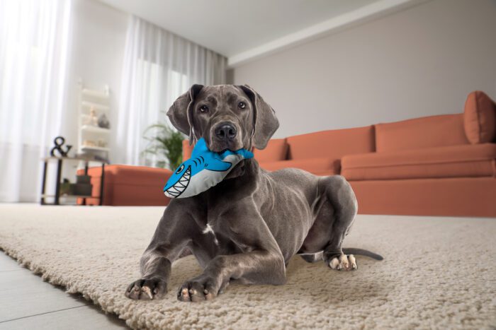 Living room interior with stylish furniture, focus on soft carpet KONG Maxx Shark