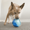 KONGPEP12E3.png KONG Rewards Ball L