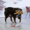 KONGRCP21E3.jpg KONG Comfort Pups Goldie M