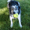 KONG Reflex Ball L