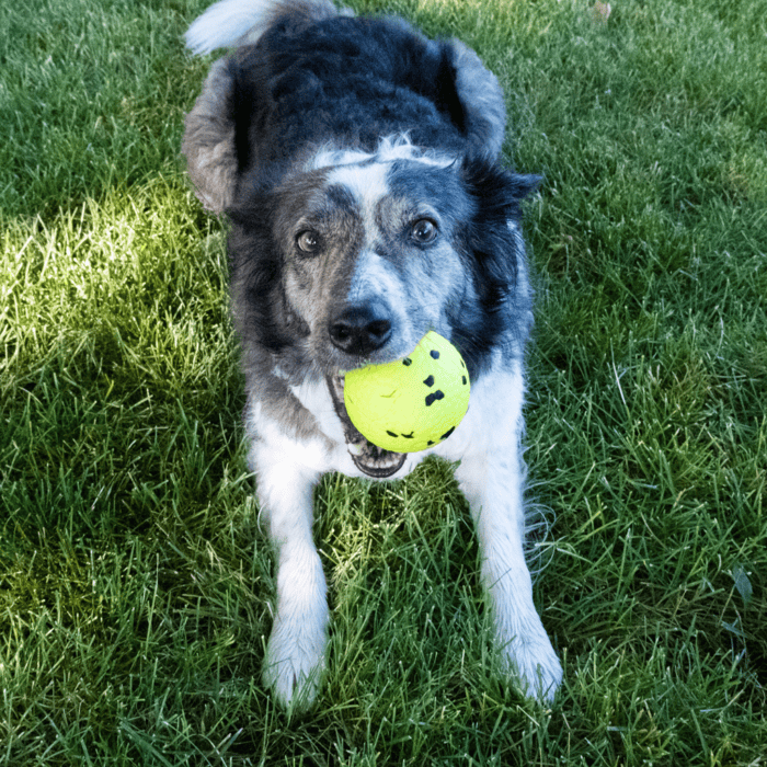 KONG Reflex Ball L