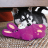 KONGSNZ23E2.png KONG Snuzzles Beer M