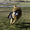 WSB12E_LIFE_1.png KONG Wubba Sport Football L