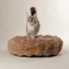 file_cd1ae5ca-f029-4e83-8c06-0a7d9d637340.jpg Scruffs Alpine Kattenmand